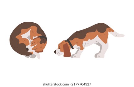 Beagle Dog as Scent Hound Breed with Brown Marking and Large Long Ears Cuddling and Smelling Vector Set