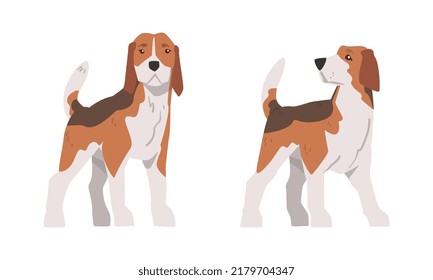 Beagle Dog as Scent Hound Breed with Brown Marking and Large Long Ears Standing Vector Set
