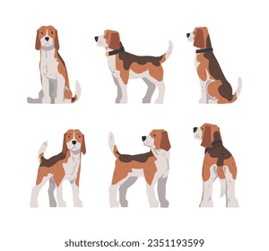 Beagle Dog as Scent Hound Breed with Brown Marking and Large Long Ears Vector Set - Shutterstock ID 2351193599