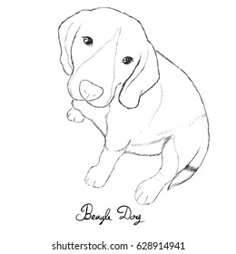 Beagle dog sit hand drawn sketch.Vector illustration