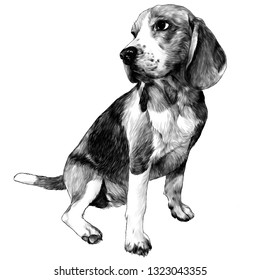 Beagle dog sitting full length, sketch vector graphics monochrome illustration on white background