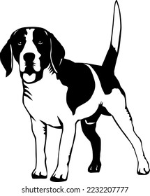 Beagle Dog Standing Vector Illustration