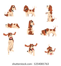 Beagle dog in various poses set, cute funny animal cartoon character vector Illustration on a white background