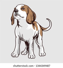 Beagle Dog Vector Stock Vector (Royalty Free) 1344349487