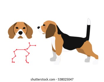 Beagle Dog - Vector color serious dog Beagle breed standing