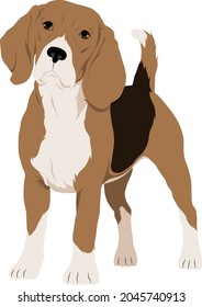 The beagle dog, vector illustration 