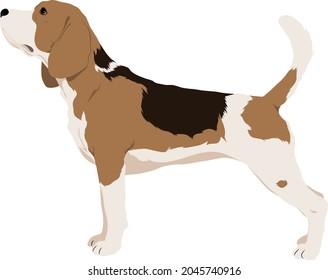 The beagle dog, vector illustration 
