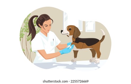 Beagle dog at veterinary visit in medical clinic office. Puppy not anxiety on therapy of bandage paw on vet appointment of veterinarian young woman. Vector illustration isolated on white background