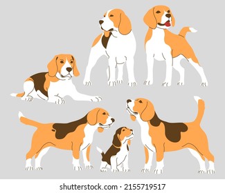 Beagle dogs collection. Adults and beagle puppies. Vector isolated illustration.