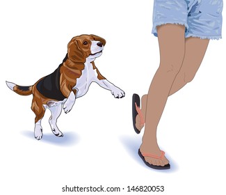Beagle exercise by run follow with it's owner.