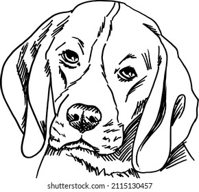 Beagle frontal face drawing ink