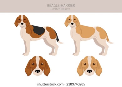 Beagle Harrier  All Colours Clipart. Different Coat Colors And Poses Set.  Vector Illustration