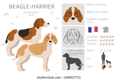 Beagle Harrier  All Colours Clipart. Different Coat Colors And Poses Set.  Vector Illustration