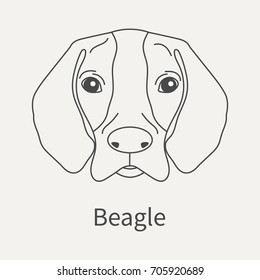 Beagle. Head dog Beagle in a linear style. Graphics outline element for your design. Vector illustration