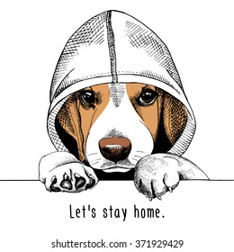 Beagle in a hood. Vector illustration.