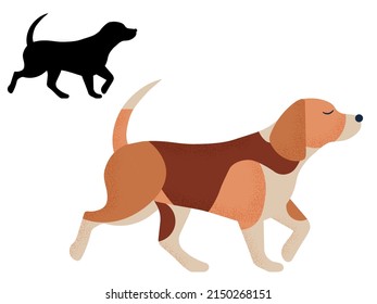 Beagle Hound Dog Breed Walking. Popular Small Pet With Floppy Ears In Colorful Cartoon Style And Outline Silhouette.