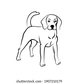 Beagle hound silhouette. Cute beagle dog standing and watching  black outline isolated on white background. Vector illustration