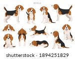 Beagle infographic. Different posescoat colors. Beagle puppy.  Vector illustration