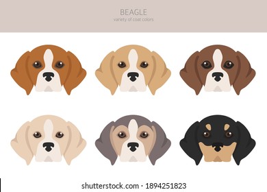 Beagle infographic. Different posescoat colors. Beagle puppy.  Vector illustration