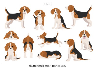 Beagle infographic. Different posescoat colors. Beagle puppy.  Vector illustration