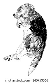 Beagle is laying down in funny pose.