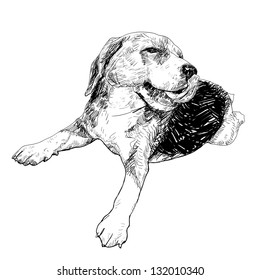 Beagle is licking it's mount and nose
