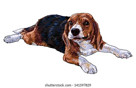 Beagle is playing and chewing something.