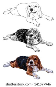 Beagle is playing and chewing something.