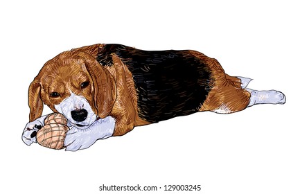 Beagle is playing with the toy.