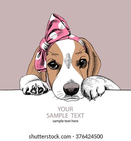 Beagle portrait  in a pink headband on beige background. Vector illustration.