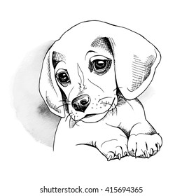 Beagle Pup Portrait Vector Illustration Stock Vector (royalty Free 