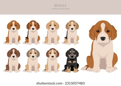 Beagle puppy clipart. All coat colors set.  Different position. All dog breeds characteristics infographic. Vector illustration