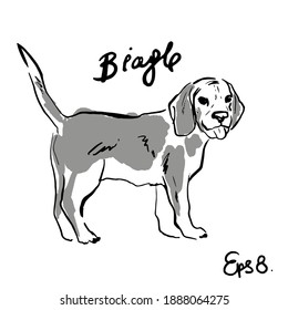 Beagle puppy dog vector illustration. Drawing in contour style.