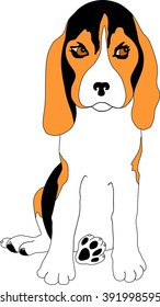 Beagle puppy - funny pose and serious look.