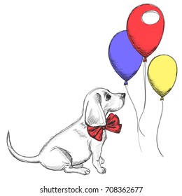 Beagle puppy in a smart red bow looking at balloons.