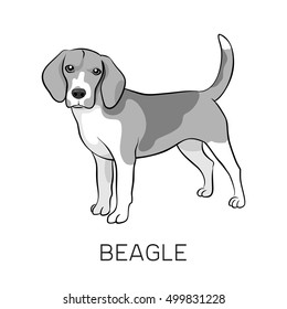 Beagle purebred standing dog. Isolated on white background. Vector illustration