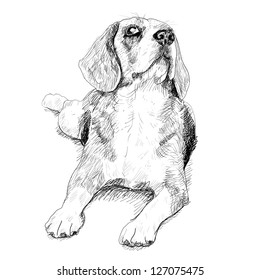 Beagle is resting and looking something above