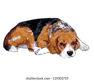 Beagle is resting maybe going to sleep