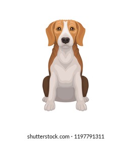 Beagle with shiny eyes in sitting position. Small breed of hunting dog. Short-haired puppy with long ears. Flat vector design