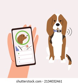 The Beagle Sits In A Collar. Tracker For Dogs. Application With Geolocation In The Phone. The Location Of The Pet.