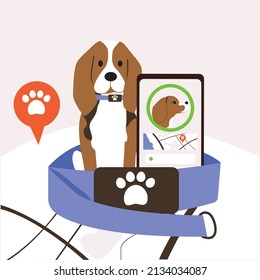 The beagle sits in a collar. Tracker for dogs. Application with geolocation in the phone. The location of the pet.