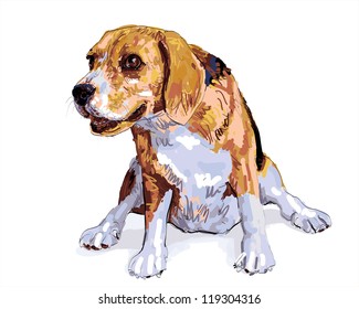 Beagle sits happily after run and play