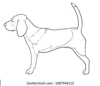 Beagle Standing for a Coloring Book