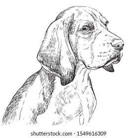 Beagle vector hand drawing illustration in black color isolated on white background