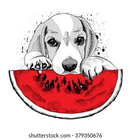 Beagle with a watermelon. Vector illustration.