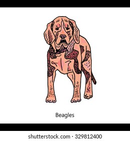beagles dog