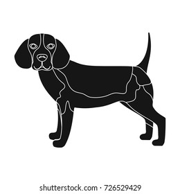 Beagle,single icon in black style.Beagle, vector symbol stock illustration web.