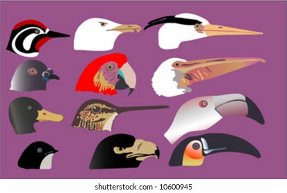 the beaks