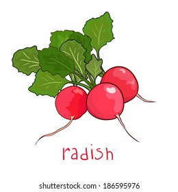 beam radish in vector isolated on white