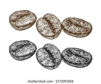 coffee​ bean illustration​ pen​ and​ ink​ drawing​ on​ white​ back​ground 